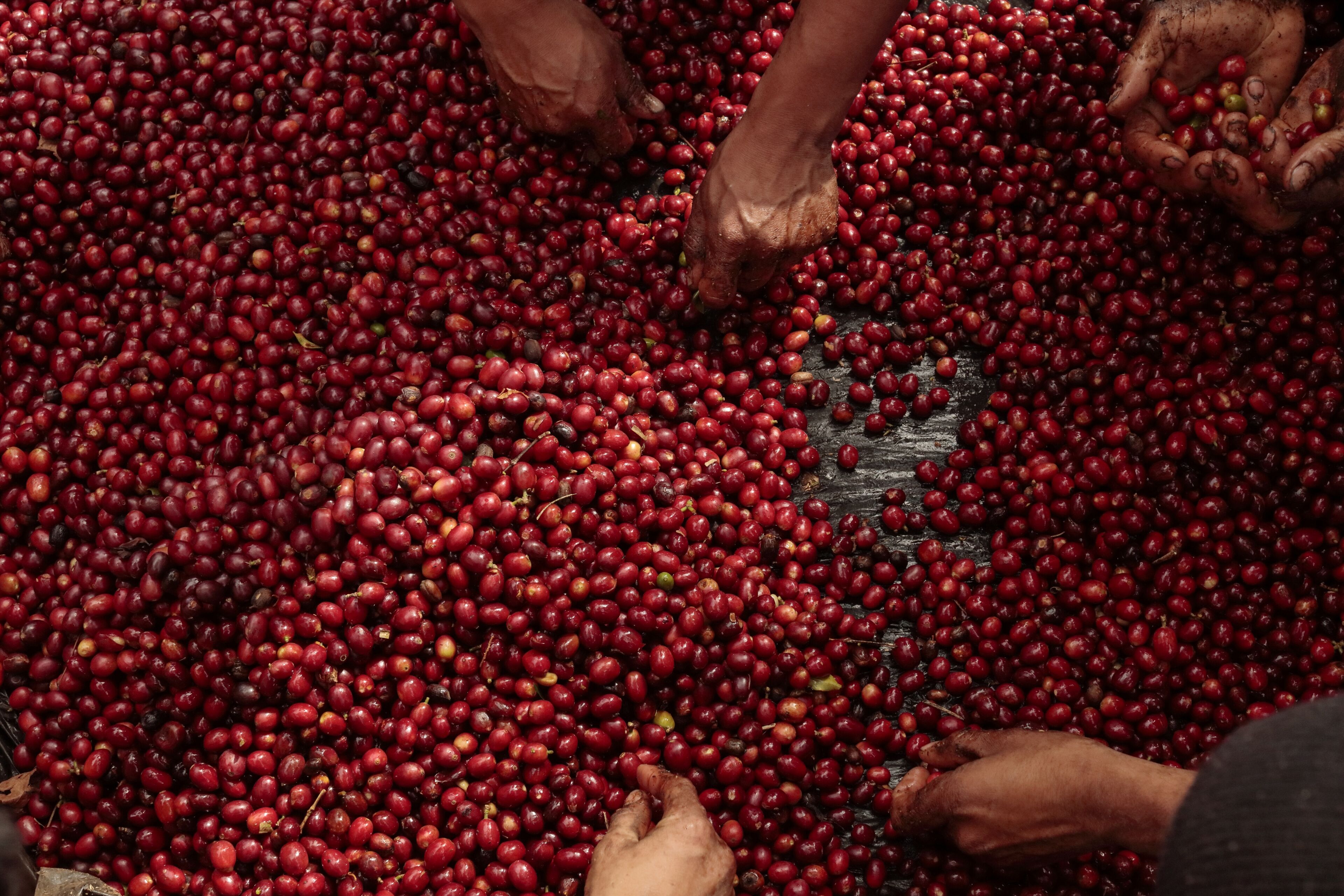 From tree to cup