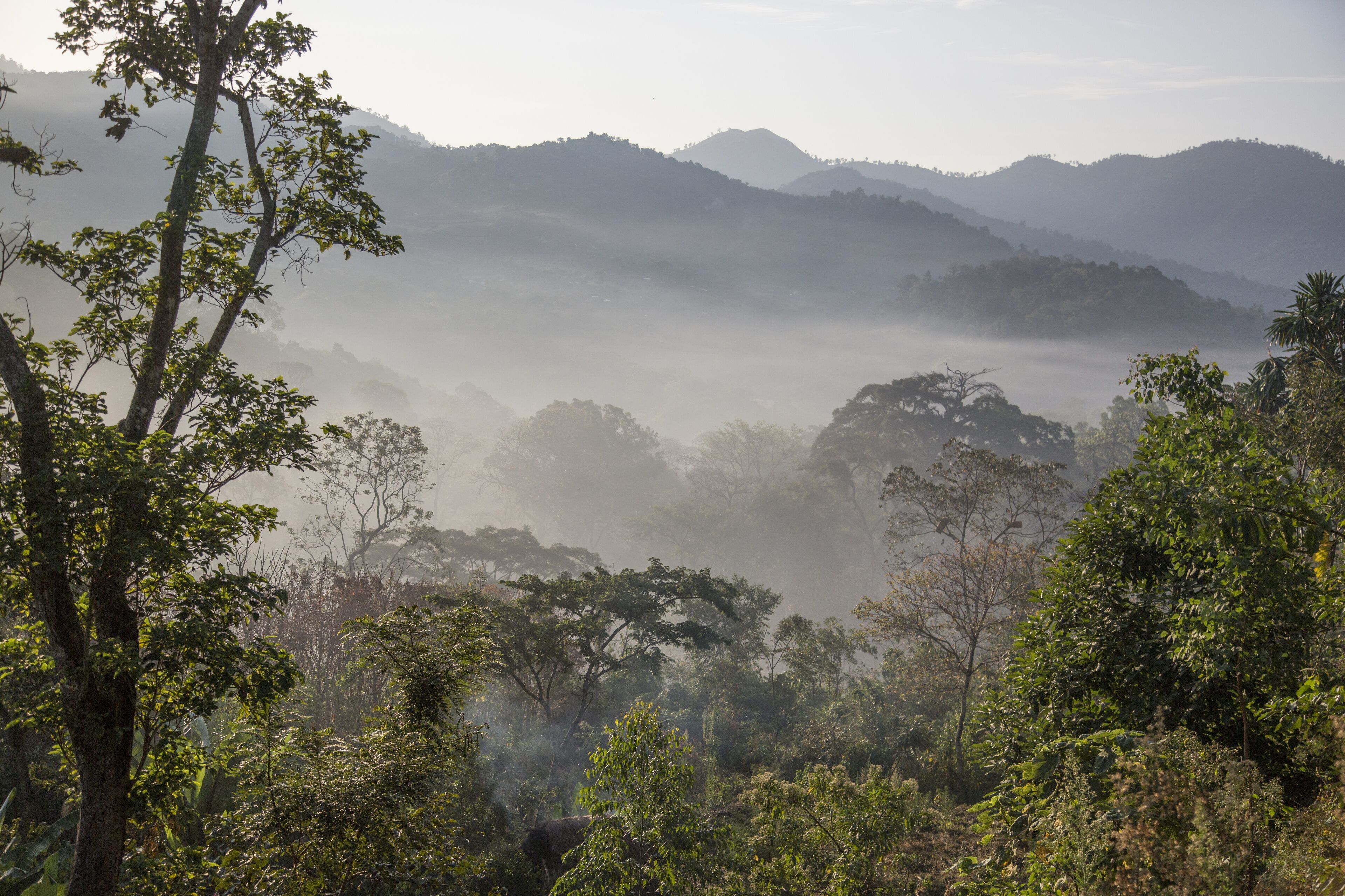 FORET ETHIOPIE1