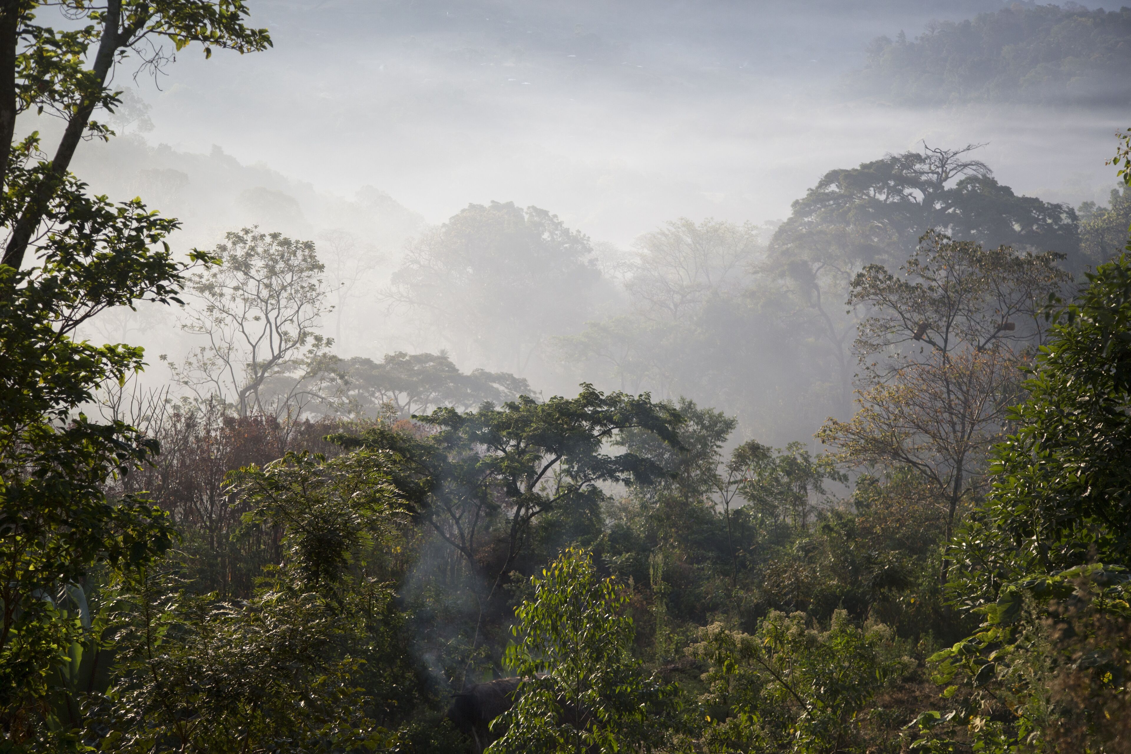 FORET ETHIOPIE2