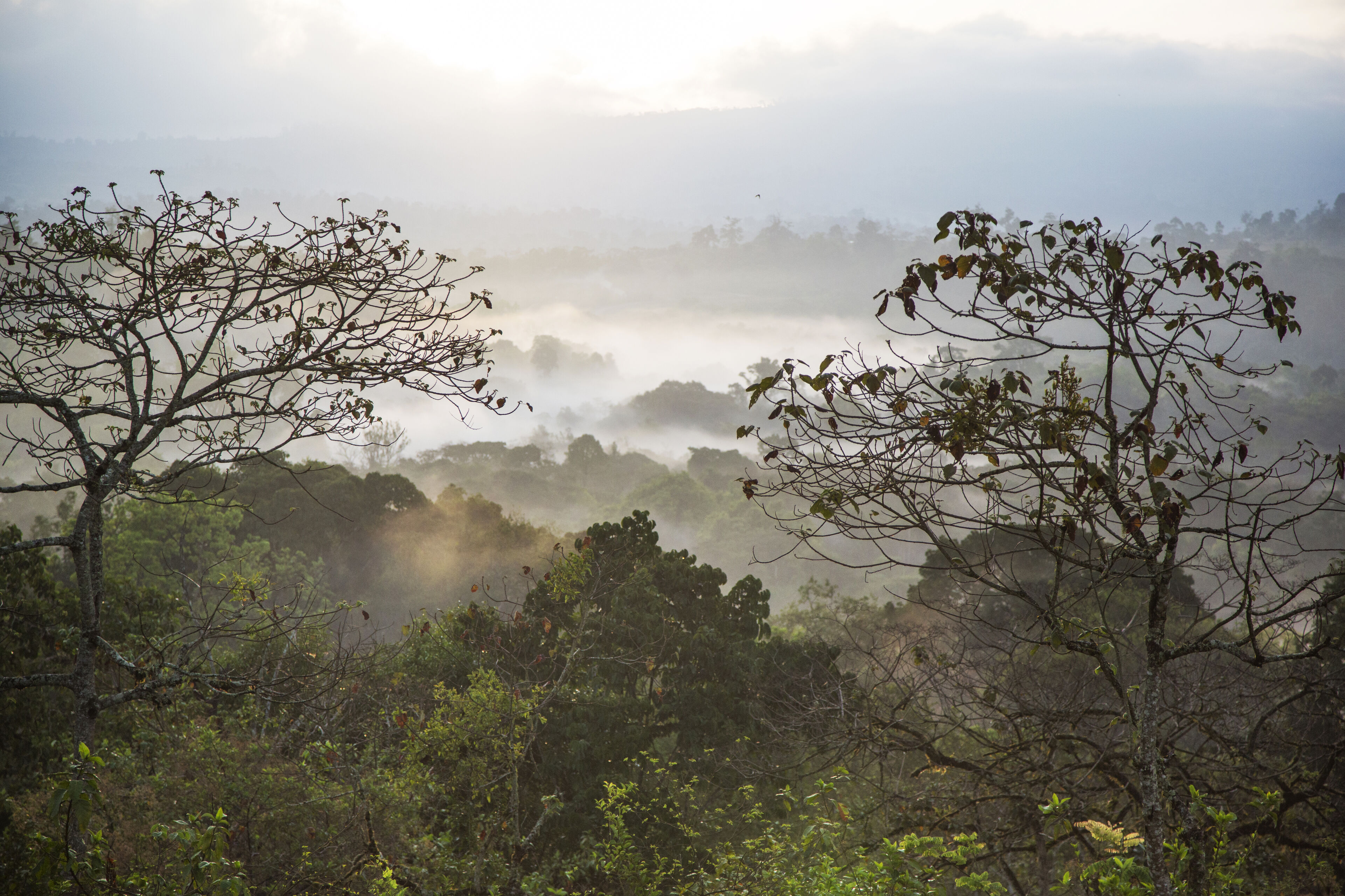 FORET ETHIOPIE3